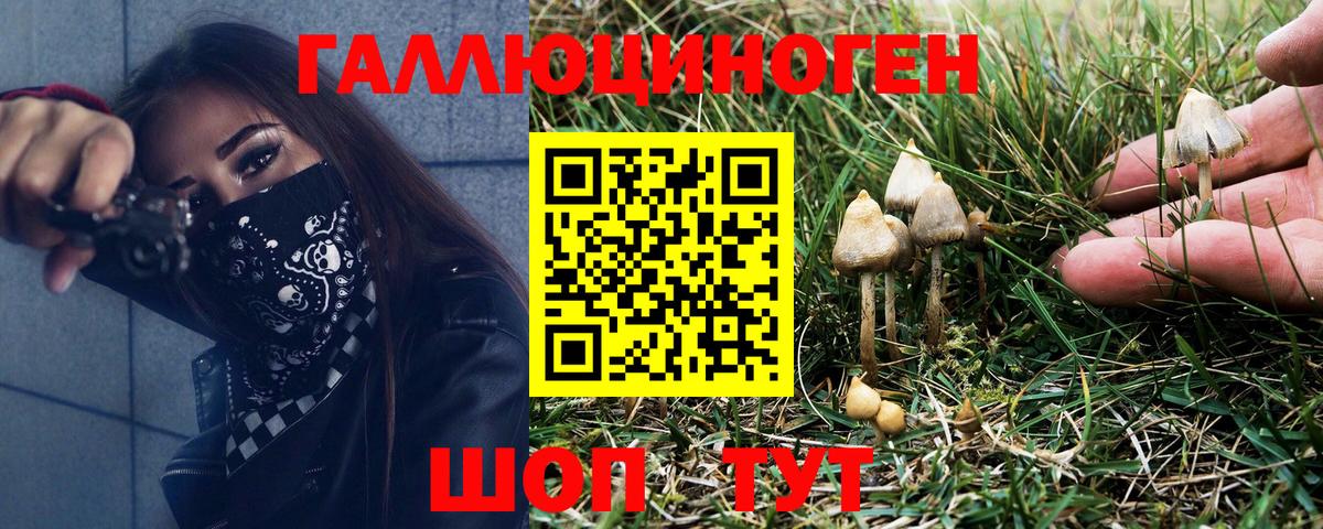 Галлюциногенные грибы Psilocybe Углич